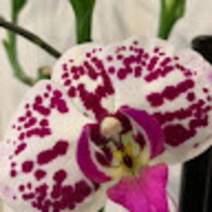 Meet your Posher, Carolyn